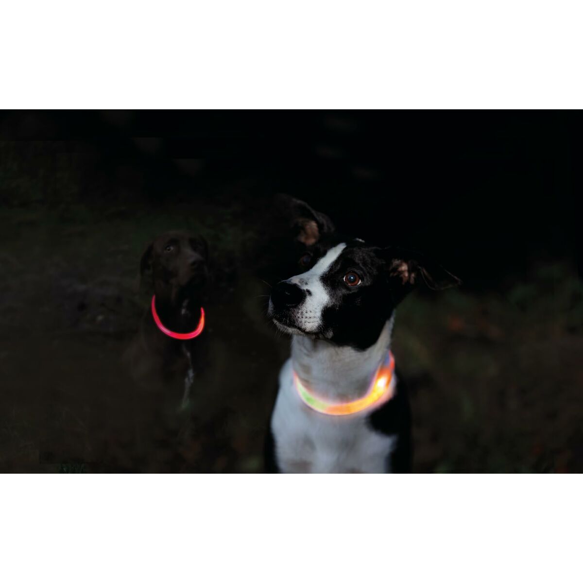 LED Hundehalsbånd – Reflekterende, Vandafvisende & Genopladeligt (XS/S – Orange)